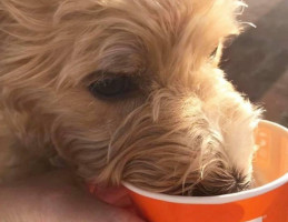 Orange Leaf Frozen Yogurt food