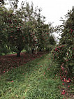 Stony Creek Orchard Cider food