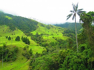 Bosques de Cocora