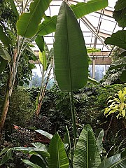 Conservatory Garden