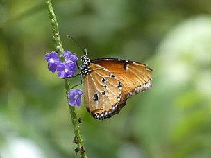 Zanzibar Butterfly Centre