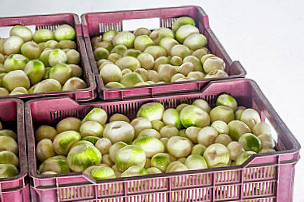 Joker Skup Sprzedaz Cebuli