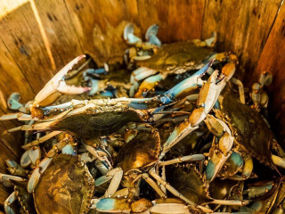 Blue Crab House