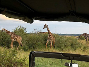 The Masai Mara