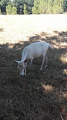 La Ferme Aux Cerfs