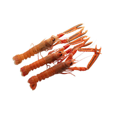 Langostino