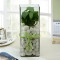 Money Plant Terrarium In Glass Vase With White Pebbles