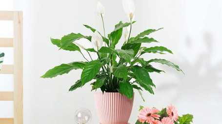 Medium Peace Lily Plant