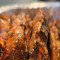 *Peri Short Ribs (Psr)​