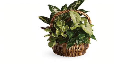 Emerald Garden Basket