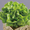 Chinese Lettuce Shēng Cài