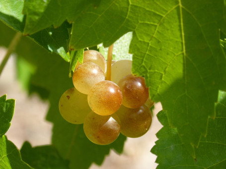 Verdejo Macabeo, El Zondaz, Hiszpania