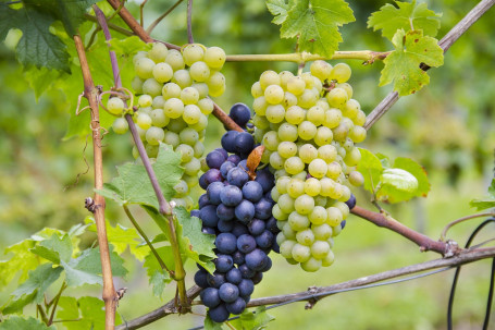 Pinot Grigio, Włochy