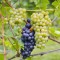 Siduri, Pinot Noir, Willamette Valley, Oregon